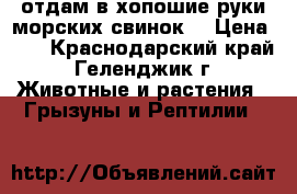 отдам в хопошие руки морских свинок  › Цена ­ 1 - Краснодарский край, Геленджик г. Животные и растения » Грызуны и Рептилии   